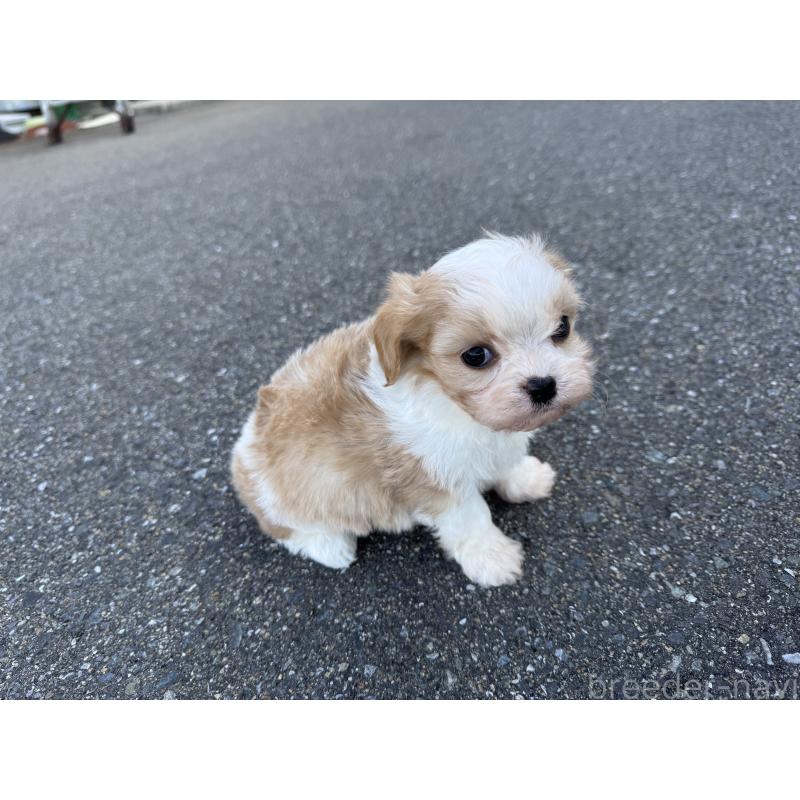 成約済の福岡県のミックス犬-435752の3枚目