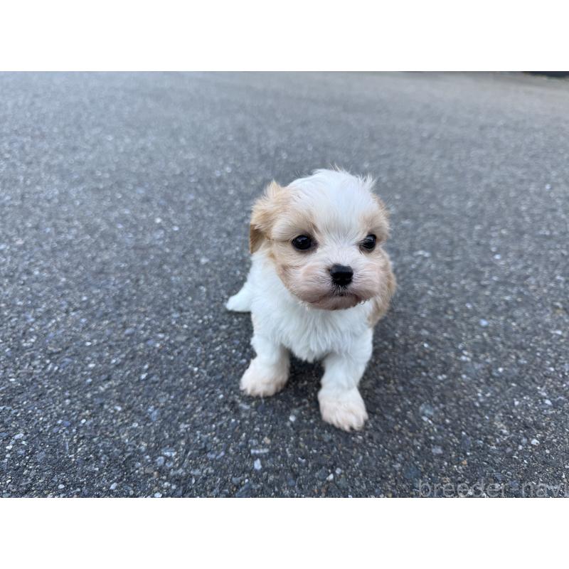 成約済の福岡県のミックス犬-435752の2枚目