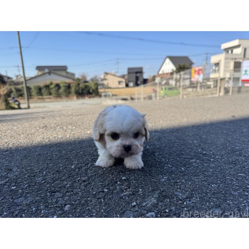 成約済の福岡県のミックス犬-435753の5枚目