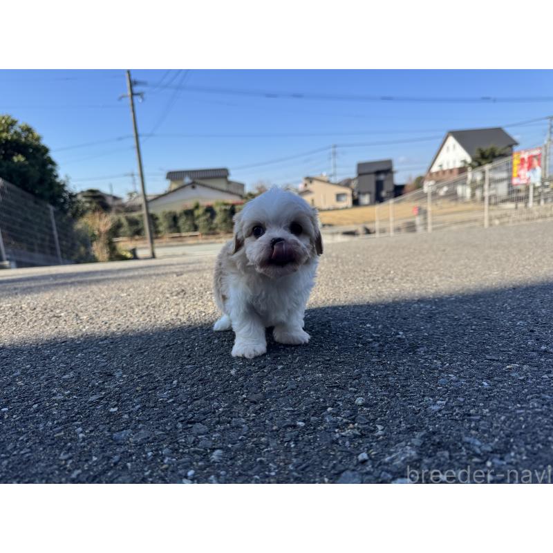 成約済の福岡県のミックス犬-435753の4枚目