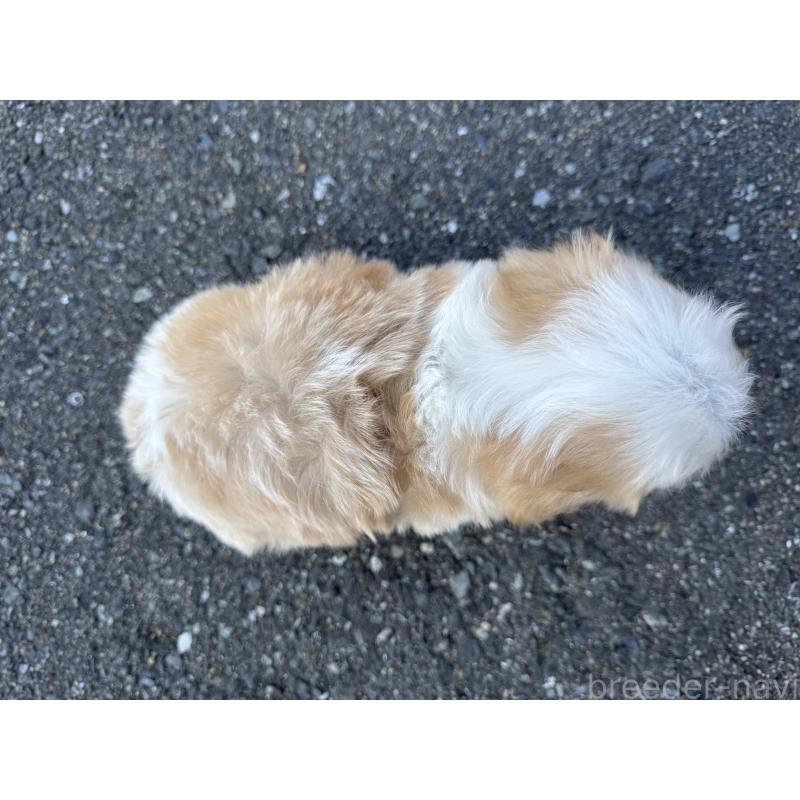 成約済の福岡県のミックス犬-435753の2枚目