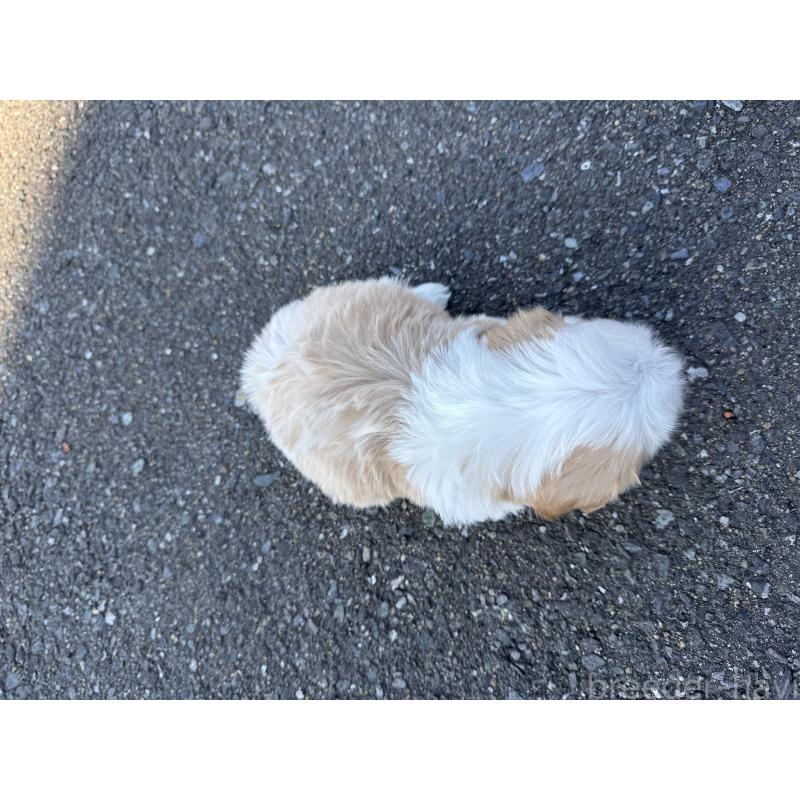 販売中の福岡県のミックス犬-437444の6枚目