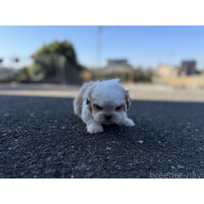 販売中の福岡県のミックス犬-437444の5枚目