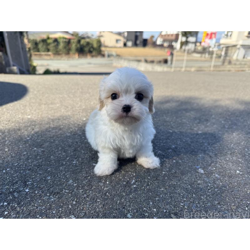 販売中の福岡県のミックス犬-437445の5枚目