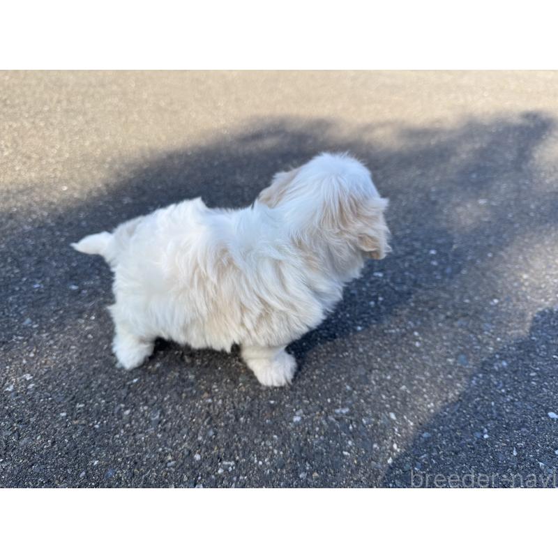 販売中の福岡県のミックス犬-437445の4枚目