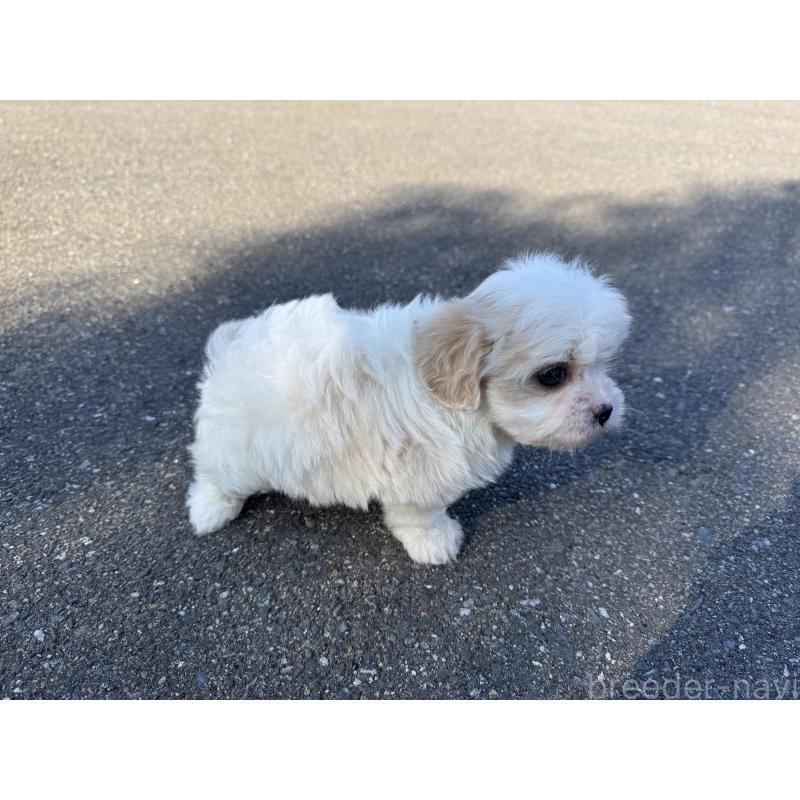 販売中の福岡県のミックス犬-437445の3枚目