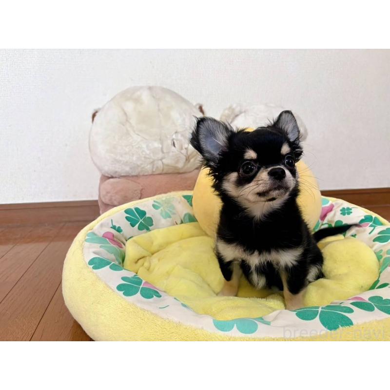 成約済の群馬県のチワワ(ロングコート)-435538の5枚目