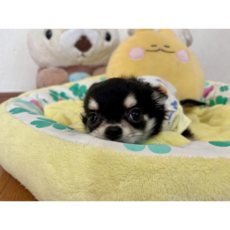 成約済の群馬県のチワワ(ロングコート)-435538の3枚目