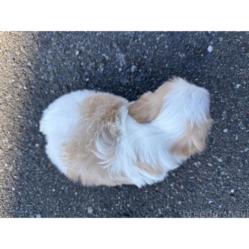 販売中の福岡県のミックス犬-437447の4枚目