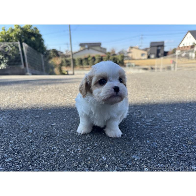 販売中の福岡県のミックス犬-437447の3枚目