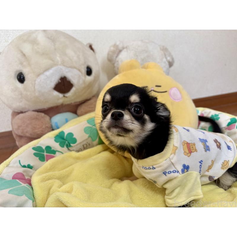 成約済の群馬県のチワワ(ロングコート)-435538の2枚目