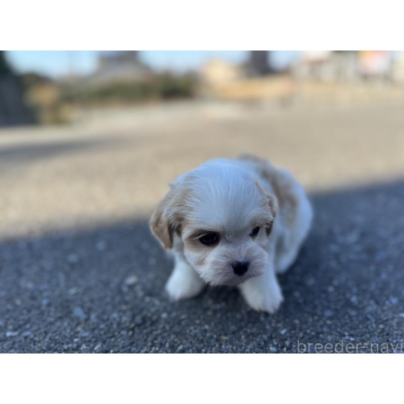 販売中の福岡県のミックス犬-437447の2枚目