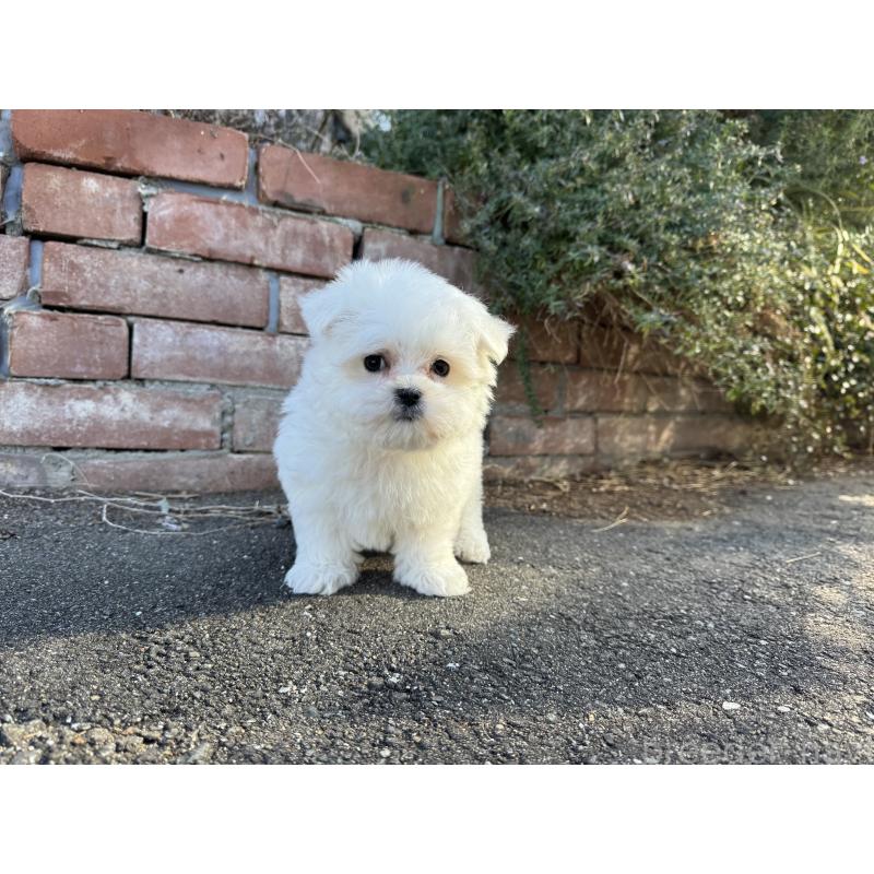 成約済の福岡県のマルチーズ-433538の5枚目