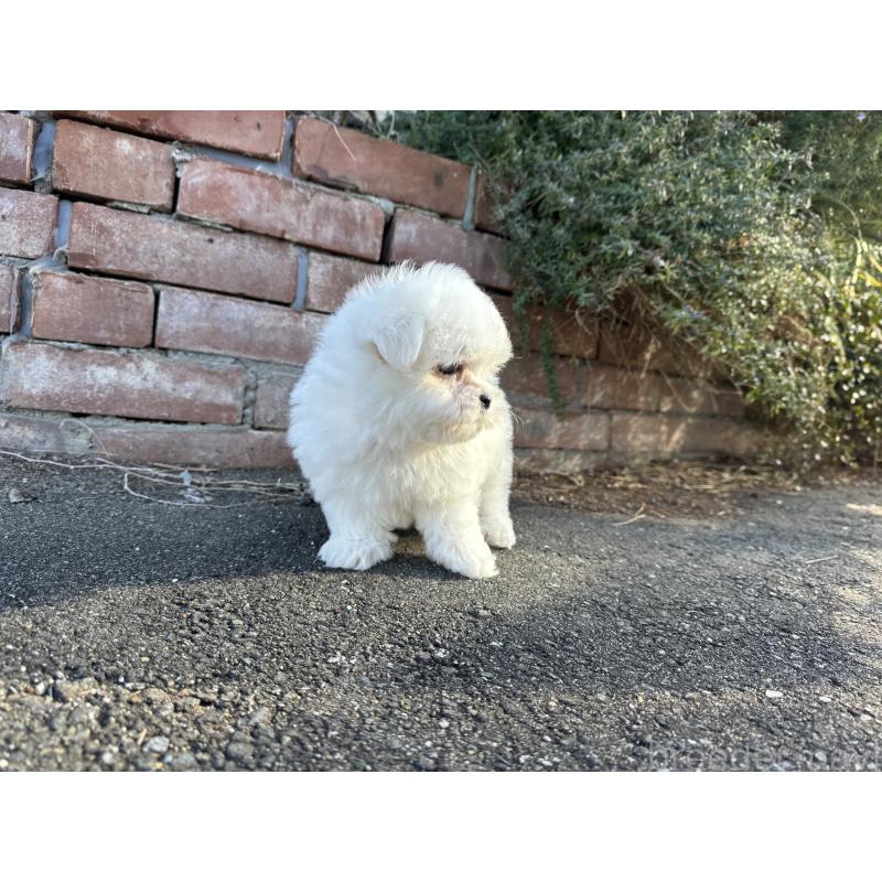 成約済の福岡県のマルチーズ-433538の4枚目