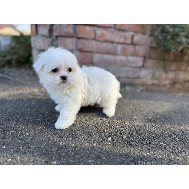 成約済の福岡県のマルチーズ-433538の2枚目