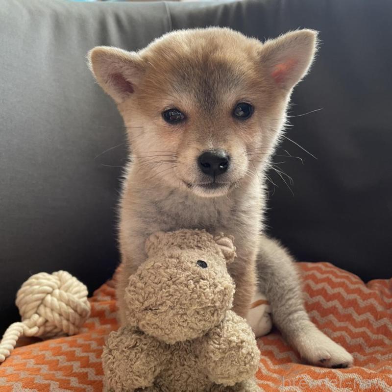 成約済の富山県の柴犬-437456の1枚目