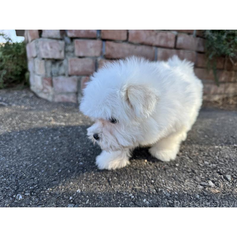 成約済の福岡県のマルチーズ-433535の5枚目