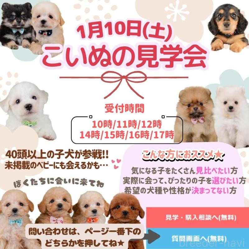 販売中の神奈川県のトイプードル-423046の2枚目