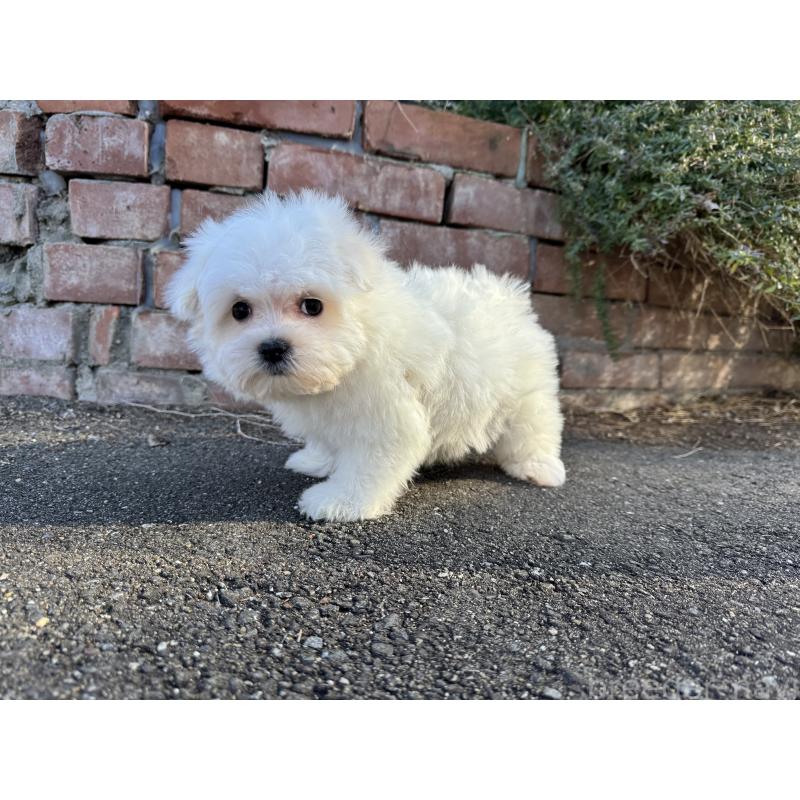 成約済の福岡県のマルチーズ-433535の4枚目