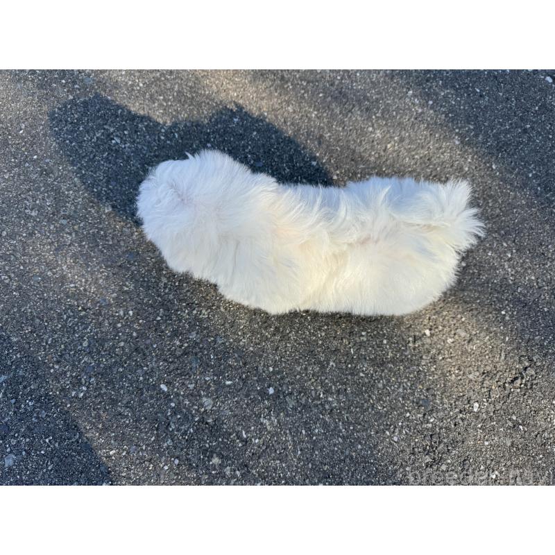 成約済の福岡県のマルチーズ-433535の2枚目