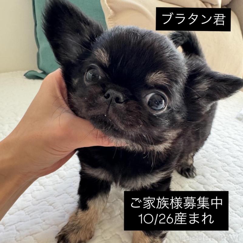 販売中の東京都のチワワ(ロングコート)-437464