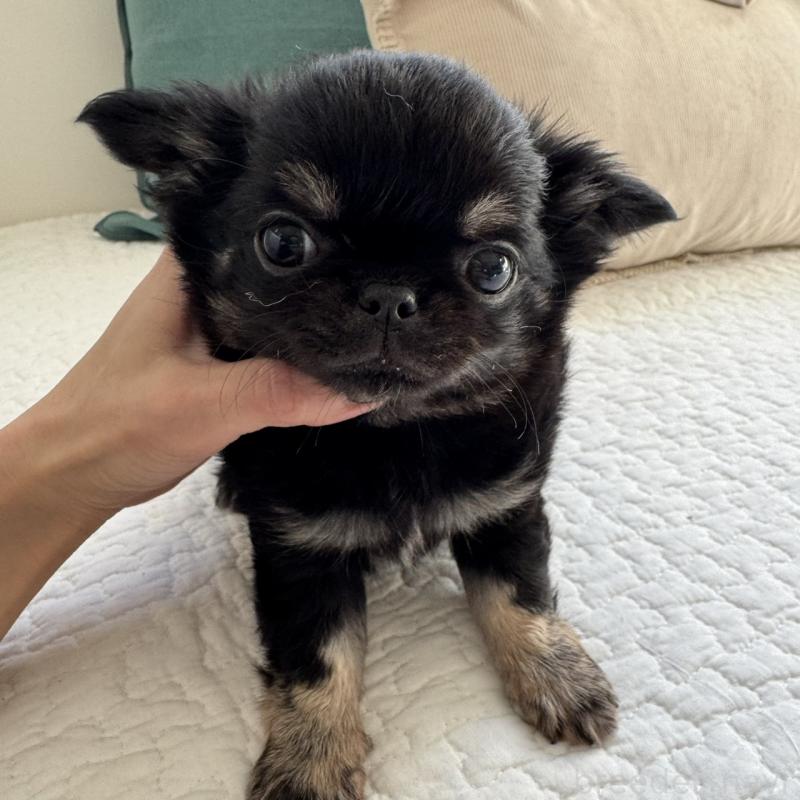 販売中の東京都のチワワ(ロングコート)-437464の6枚目