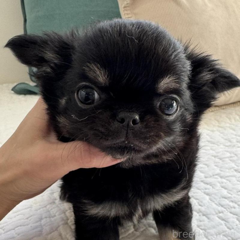 販売中の東京都のチワワ(ロングコート)-437464の5枚目