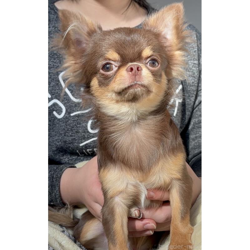 販売中の広島県のチワワ(ロングコート)-410389