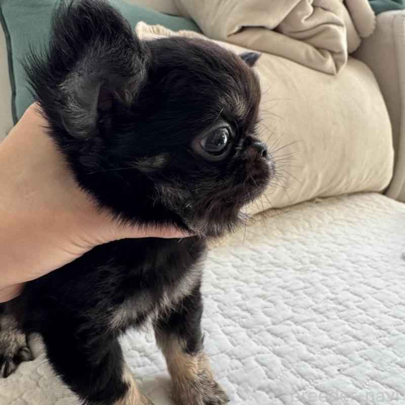 販売中の東京都のチワワ(ロングコート)-437464の3枚目