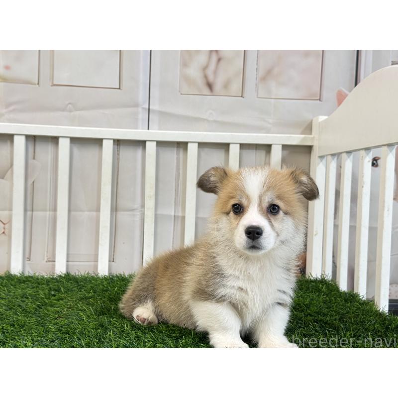 販売中の茨城県のウェルシュコーギーペンブローク-433778の5枚目