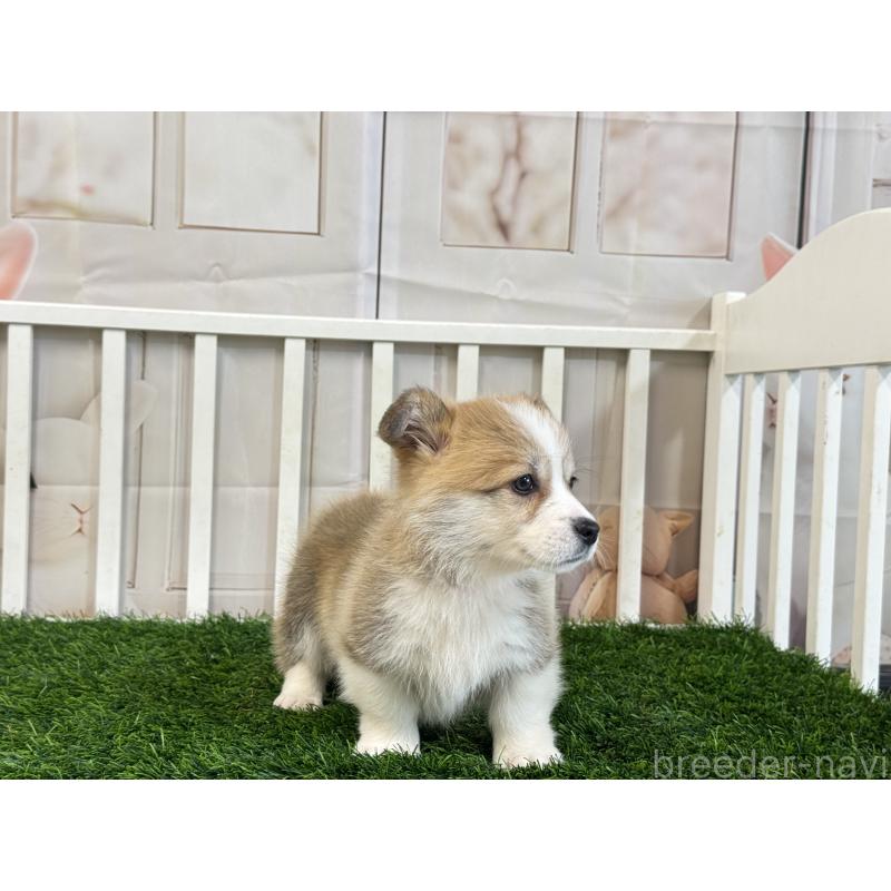 販売中の茨城県のウェルシュコーギーペンブローク-433778の4枚目