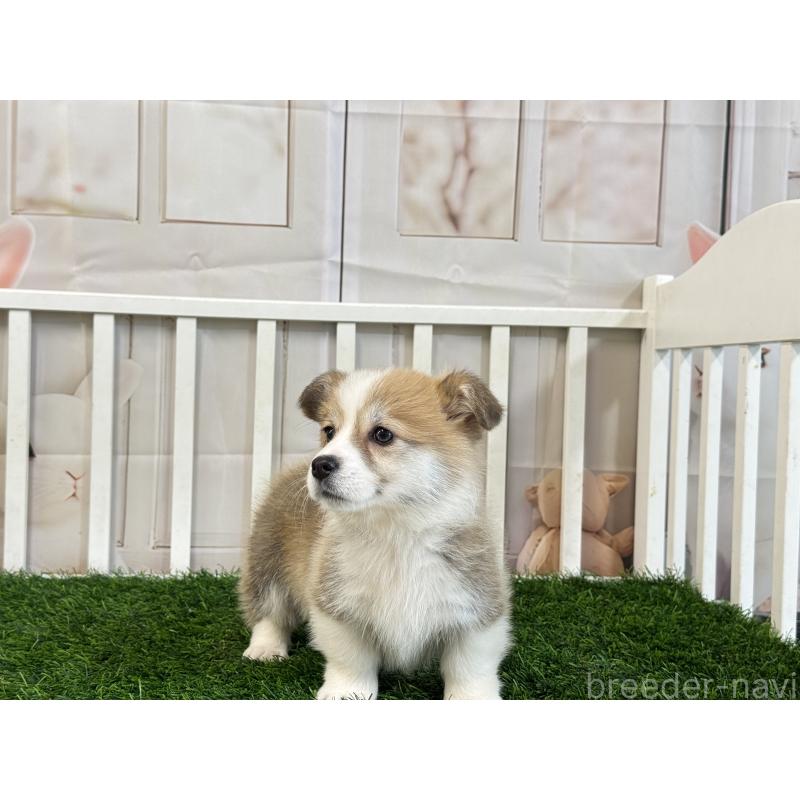 販売中の茨城県のウェルシュコーギーペンブローク-433778の3枚目