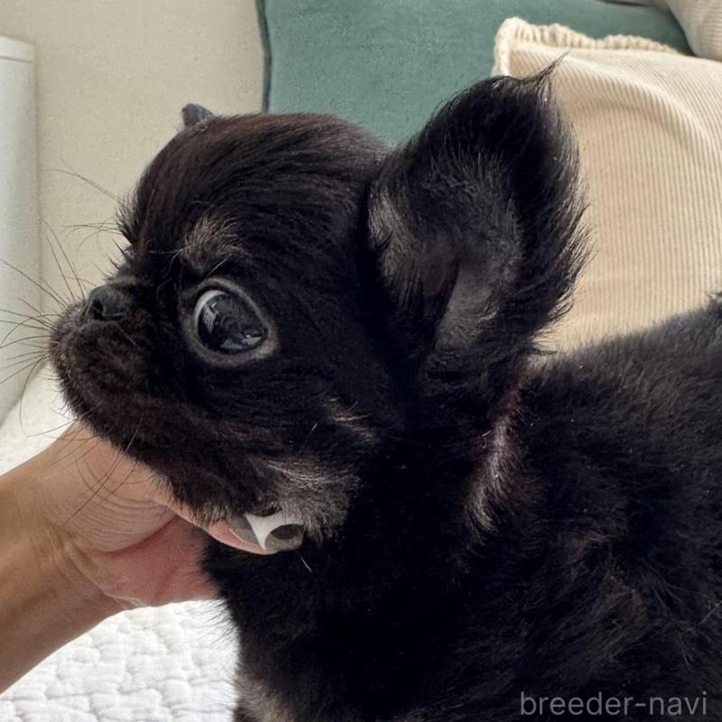 販売中の東京都のチワワ(ロングコート)-437464の2枚目