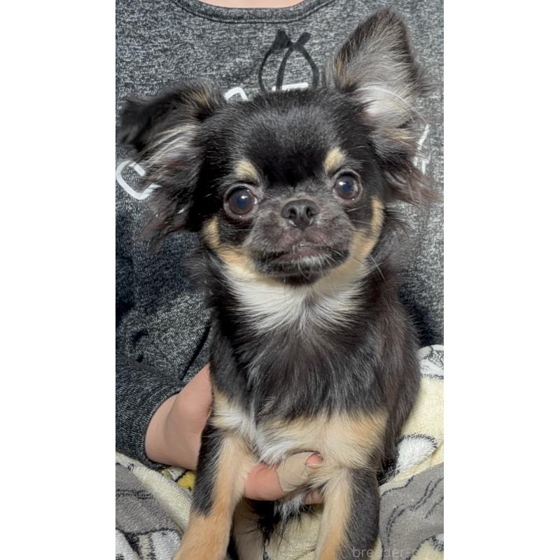 販売中の広島県のチワワ(ロングコート)-419527の1枚目