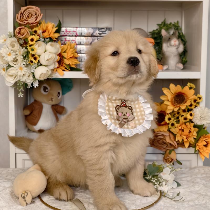 販売中の埼玉県のゴールデンレトリーバー-437466の4枚目