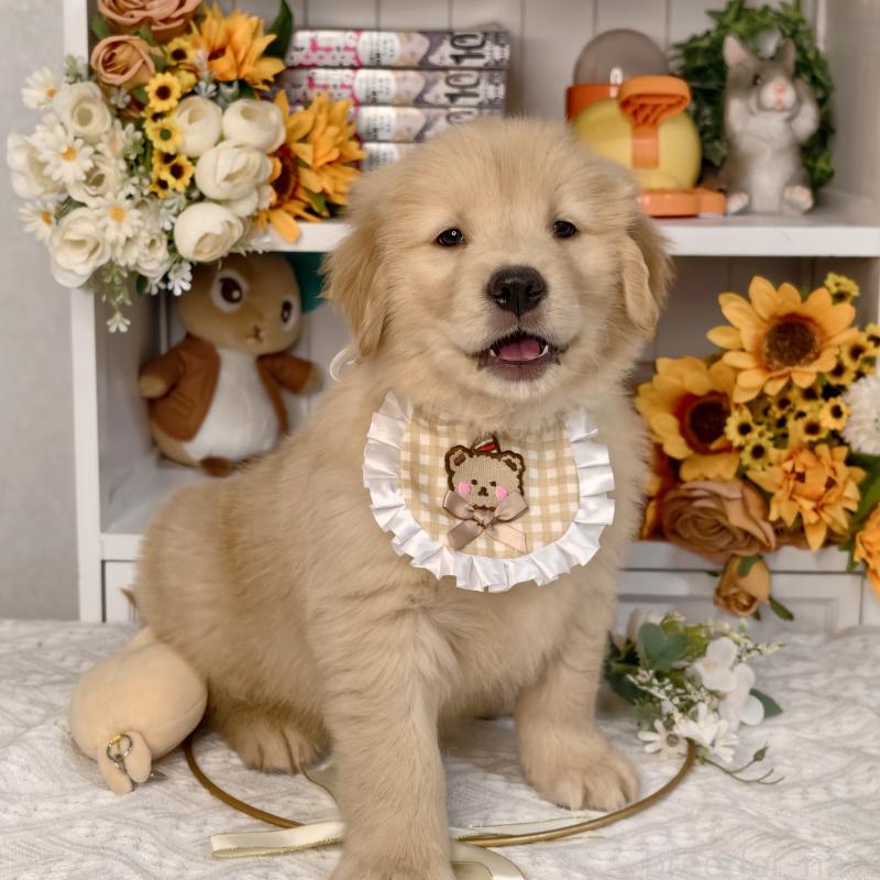 販売中の埼玉県のゴールデンレトリーバー-437466の3枚目