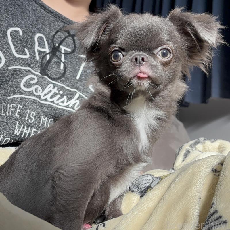 販売中の広島県のチワワ(ロングコート)-412861