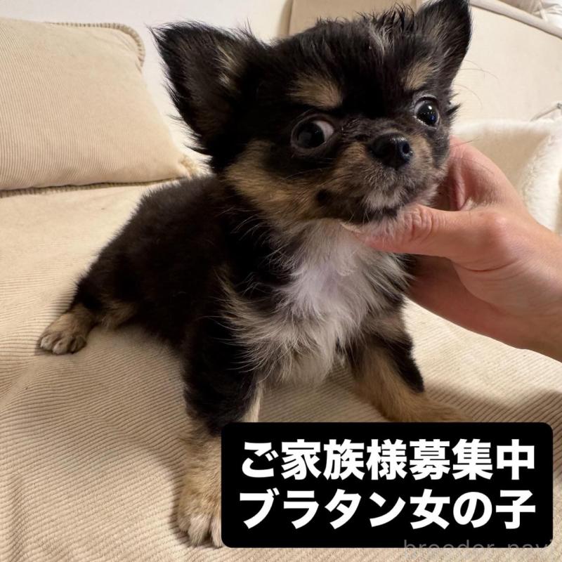 販売中の東京都のチワワ(ロングコート)-437467の1枚目