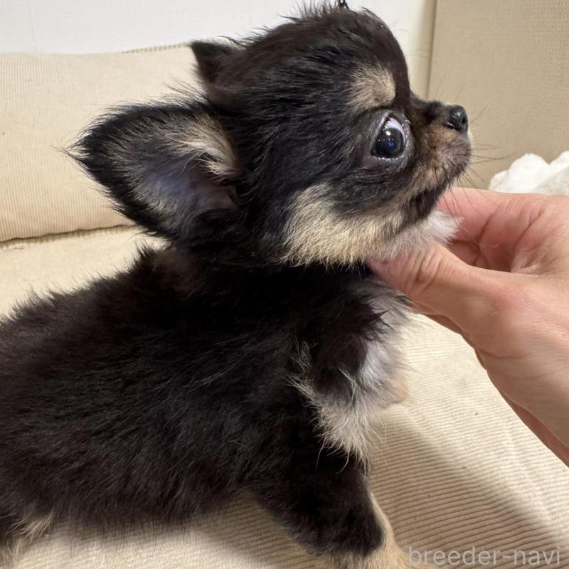 販売中の東京都のチワワ(ロングコート)-437467の5枚目