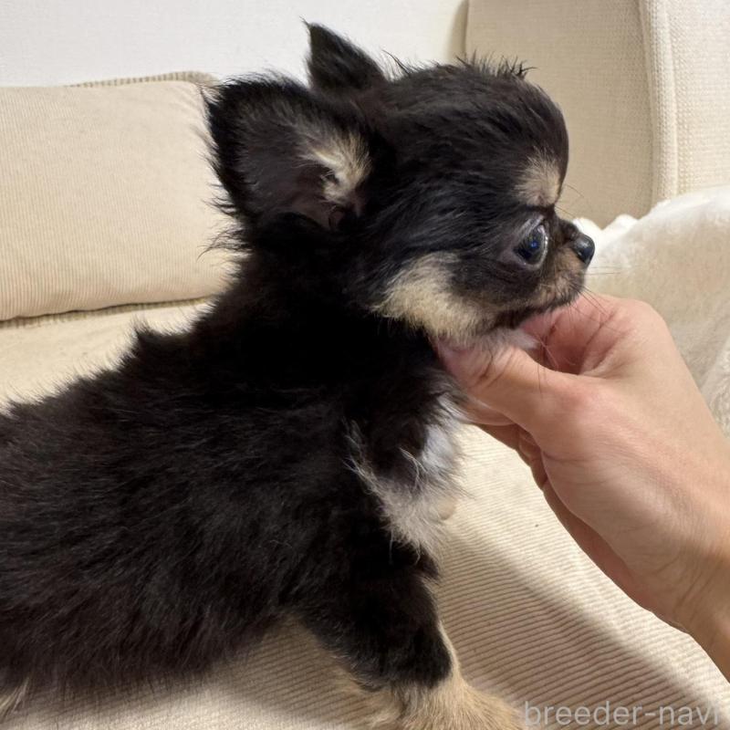 販売中の東京都のチワワ(ロングコート)-437467の4枚目