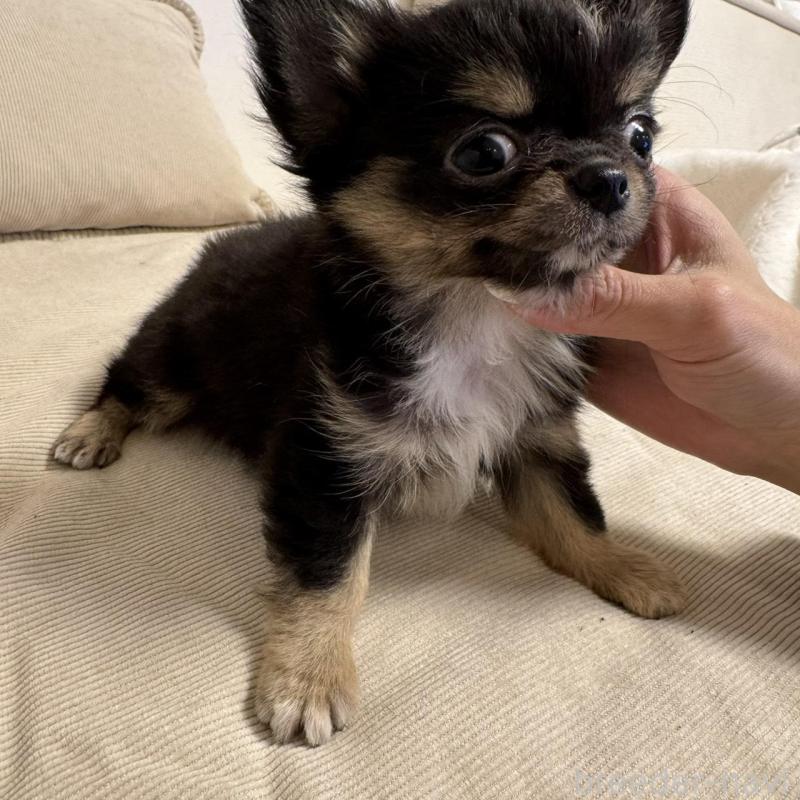 販売中の東京都のチワワ(ロングコート)-437467の3枚目