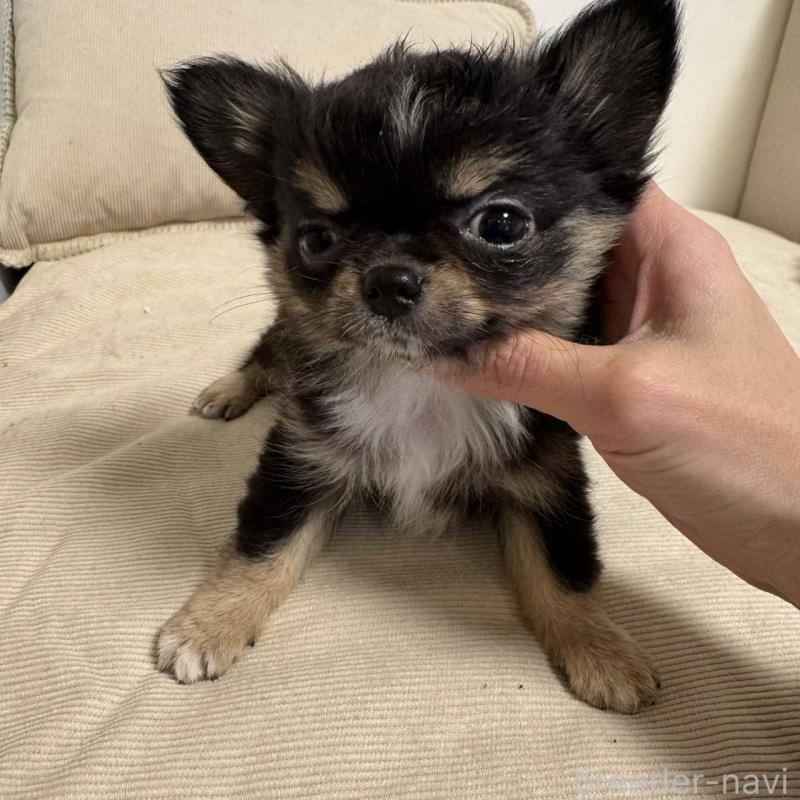 販売中の東京都のチワワ(ロングコート)-437467の2枚目