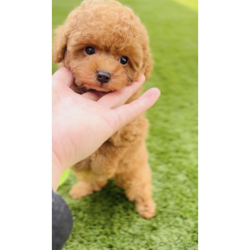 販売中の福岡県のタイニープードル-437469の6枚目