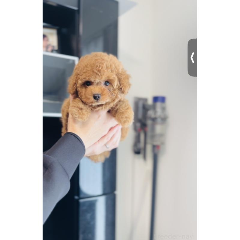 販売中の福岡県のタイニープードル-437469の5枚目