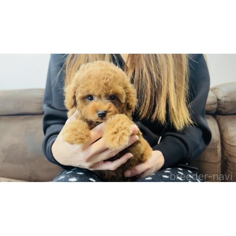 販売中の福岡県のタイニープードル-437469の3枚目