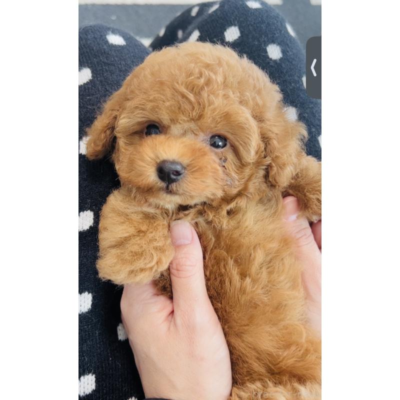 販売中の福岡県のタイニープードル-437469の2枚目