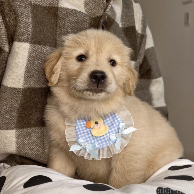 販売中の埼玉県のゴールデンレトリーバー-437468の4枚目