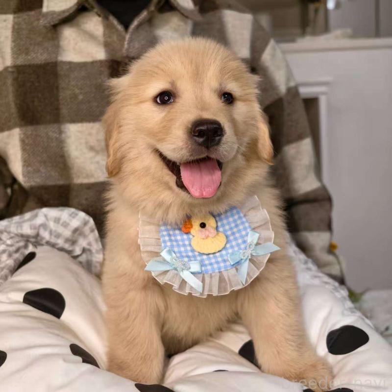 販売中の埼玉県のゴールデンレトリーバー-437468の3枚目