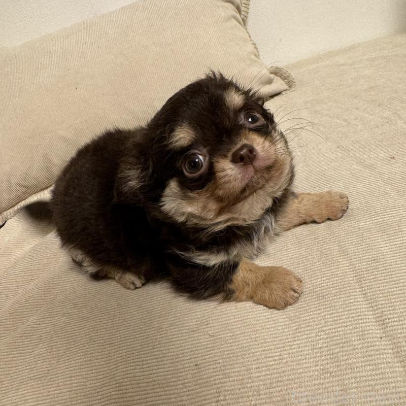 販売中の東京都のチワワ(ロングコート)-437471