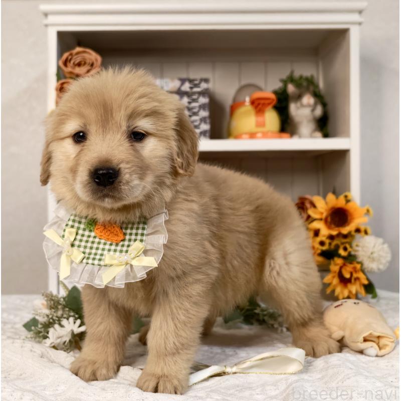 販売中の埼玉県のゴールデンレトリーバー-437472の5枚目